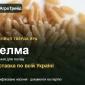 Зелма — пшениця тверда яра, насіння - фото № 1