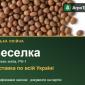 Веселка — редька олійна, насіння - фото № 1