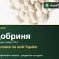 Купити насіння сафлору Добриня - фото № 1