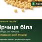 Гірчиця біла на сидерат — насіння - фото № 1