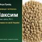 Сочевиця червона Максим - фото № 1
