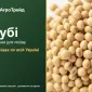 Руби — соя, семена - фото № 1