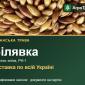 Білявка — суданська трава, насіння - фото № 1