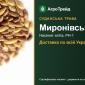 Миронівська — суданська трава, насіння - фото № 1