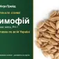 Купити насіння озимого тритикале Тимофій - фото № 1