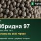 Насіння вики Гібридна 97 - фото № 1