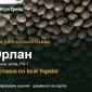 Орлан — вика паннонська озима, насіння - фото № 1