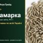 Продам насіння жита Хамарка - фото № 1