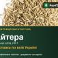 Пажитниця багаторічна Айтера - фото № 1