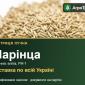 Костриця лучна Марінца — насіння - фото № 1