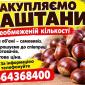 Каштаны в неограниченном количестве. Оптом - фото № 1
