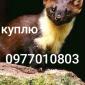Куплю шкури куниці - фото № 1