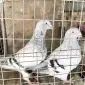Продам голуби - фото № 1