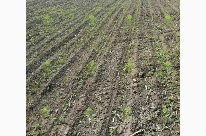 Verti-till турбокультиватор green wave 5, 2- фото № 1