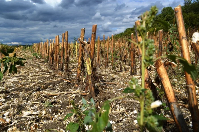 Каток измельчитель растительных остатков КЗК-6-04- фото № 9