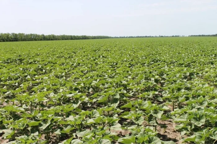 Сівалка TWIN ROW 8х2х70 дворядний посів тех.культур, MaterMacc- фото № 3