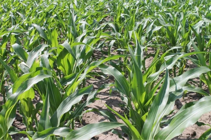 Сівалка TWIN ROW 8х2х70 дворядний посів тех.культур, MaterMacc- фото № 4