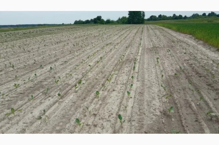 Рассадосажалка 2-х рядна- фото № 3