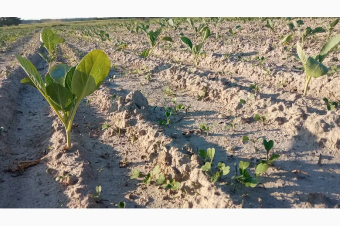 Рассадосажалка 2-х рядна- фото № 4