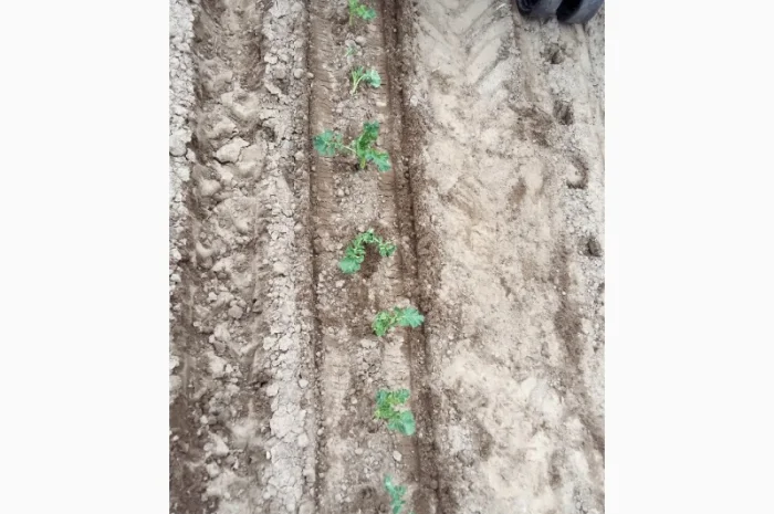 Машина рассадо-посадочная МРП под пленку (для помидоров, капусты, перца, огурцов)- фото № 4