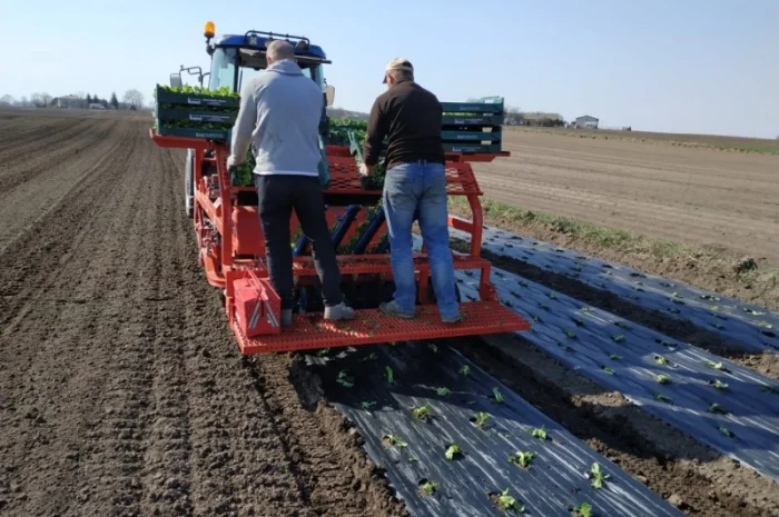 Розсадо-садильна машина з мульчуванням Ferrari FPC- фото № 2