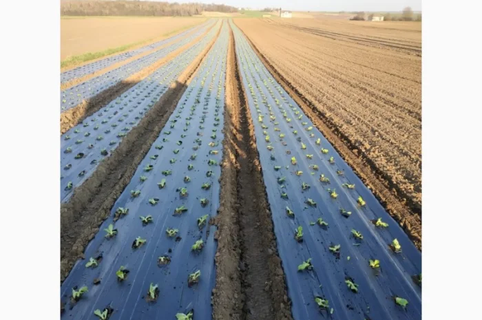 Розсадо-садильна машина з мульчуванням Ferrari FPC- фото № 4