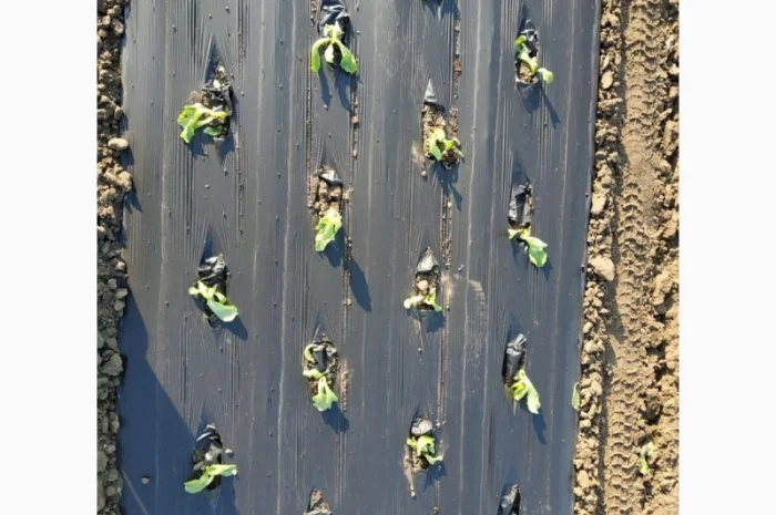 Розсадо-садильна машина з мульчуванням Ferrari FPC- фото № 5