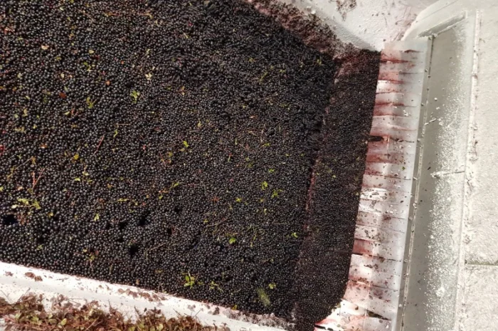 Тонель шокова заморозка IQF- фото № 3