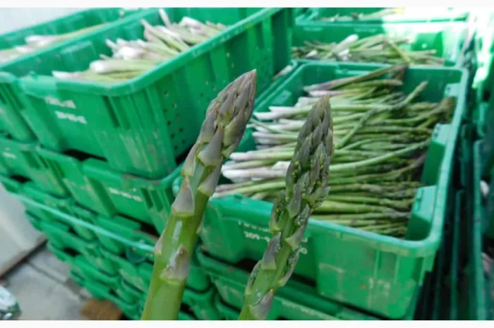 Гідрокулер для охолодження спаржі- фото № 3