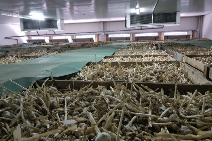 Зберігання часнику, обладнання для часнику- фото № 1