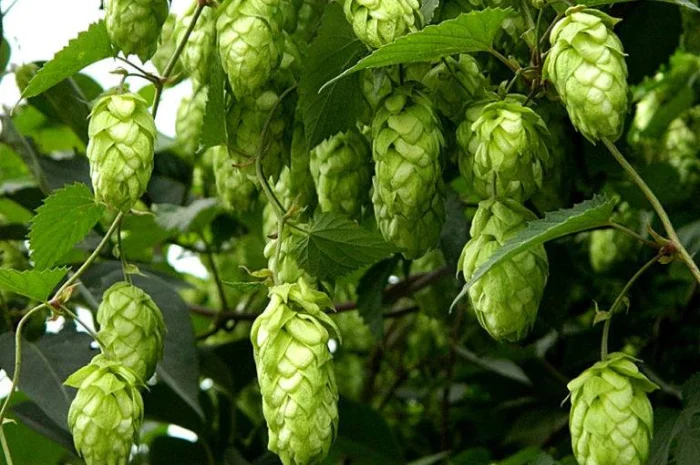 Линия гранулирования хмеля MGL 200CH / MGL 400 CH / MGL 600 CH / MGL 800 CH- фото № 4