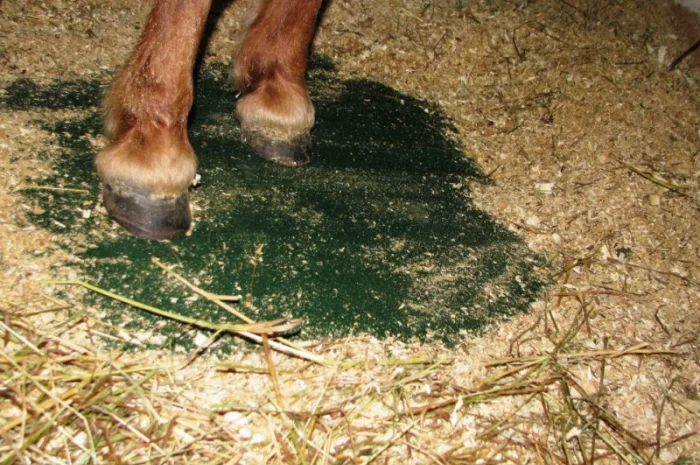 Покрытие для мест содержания животных- фото № 6