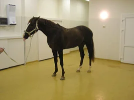 Покрытие для мест содержания животных- фото № 7