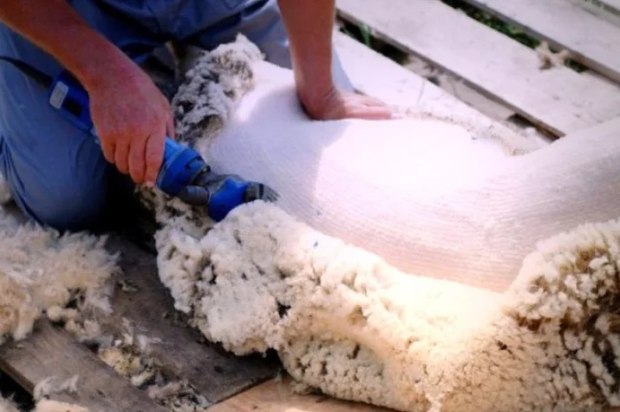 Машинка для стрижки овець Польща- фото № 3