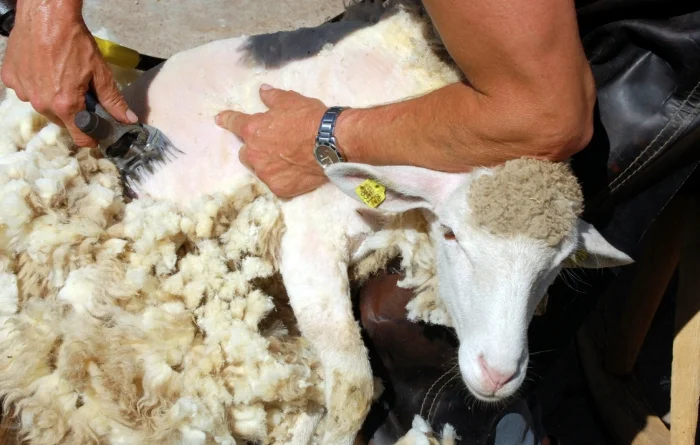 Машинка для стрижки овець Польща- фото № 4