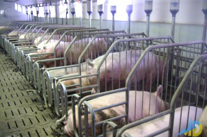 Обладнання для свинарства. Станки для опоросу, откорму, індивідуального утримання свиней- фото № 1