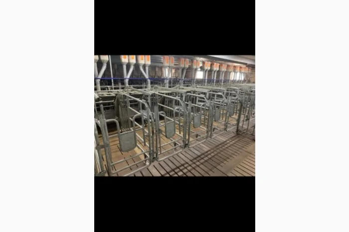 Станок для запліднення свиноматки- фото № 1