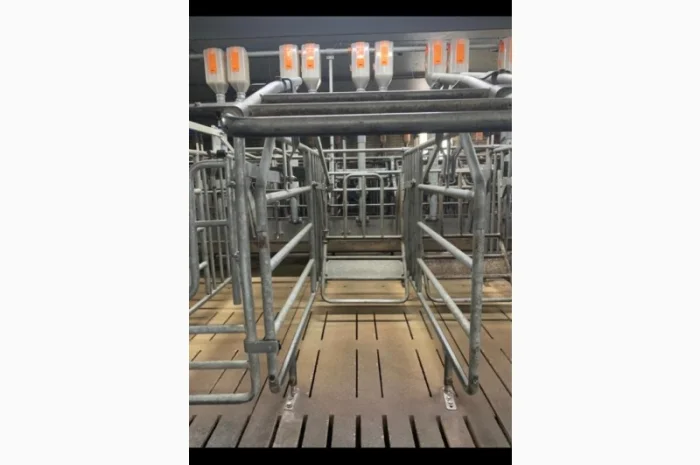 Станок для запліднення свиноматки- фото № 3