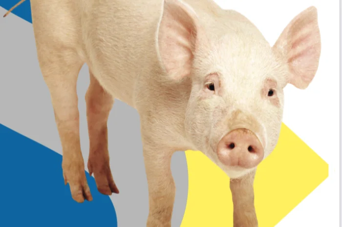 Виготовлення обладнання для свинарників- фото № 1