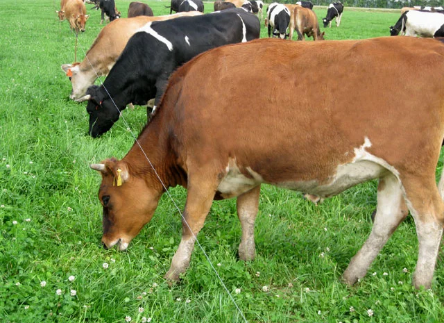 Изгородь электрическая, электропастух, электроизгородь. Електрична огорожа. Пастух- фото № 3