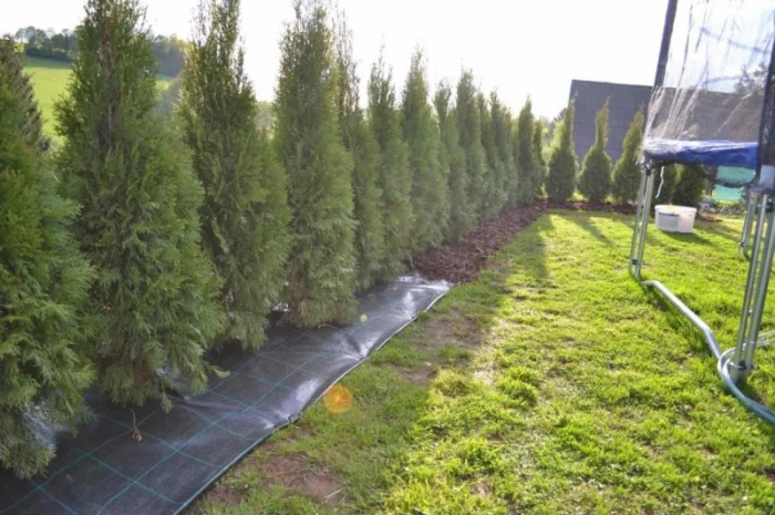 Агроволокно, Агротканина за цінами виробника в Україні. Виробництво: Чехія, Польща- фото № 10