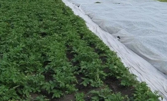 Агроволокно Агротекс 1, 6х100, 30 плотность- фото № 1