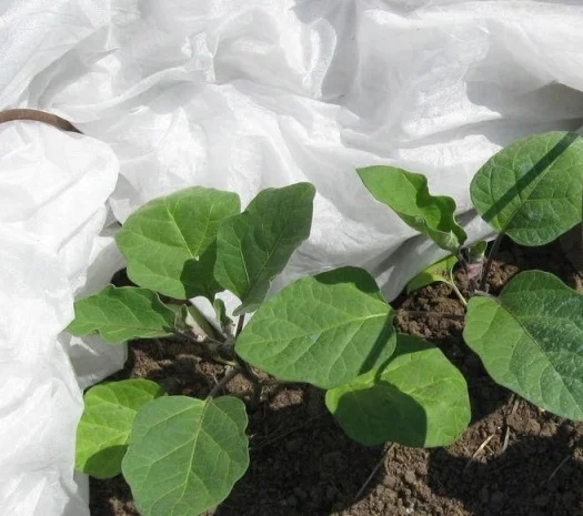 Агроволокно Агротекс 1, 6х100, 50 плотность- фото № 1