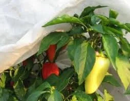 Агроволокно Агротекс 1, 6х100, 42 плотность- фото № 1