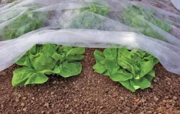 Агроволокно Агротекс 3, 2х100, 17 плотность- фото № 1