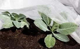 Агроволокно Агротекс 3, 2х500, 17 плотность- фото № 1