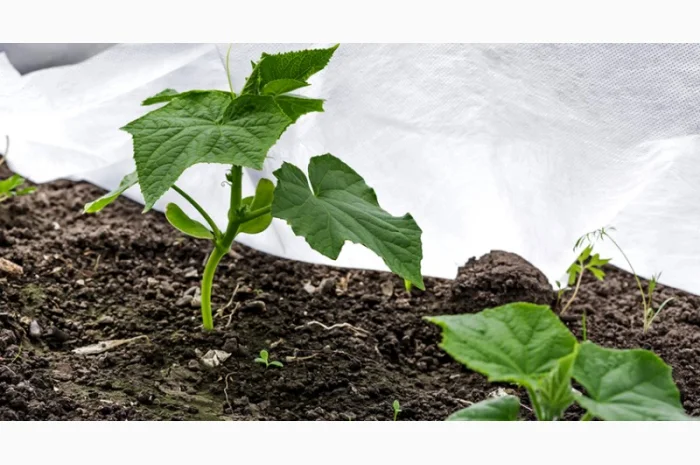 Агроволокно Агротекс 3, 2х100, 50 плотность- фото № 1