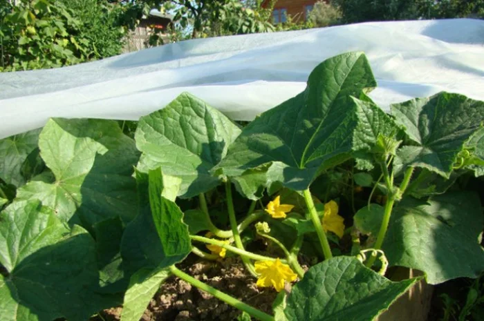 Агроволокно Агротекс 1, 6х100, 23 плотность- фото № 1