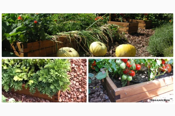 Современные высокие грядки, декоративный огород фото, от производителя. Киев Украина- фото № 18