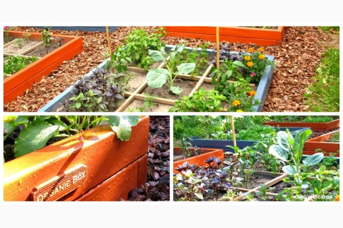 Современные высокие грядки, декоративный огород фото, от производителя. Киев Украина- фото № 15